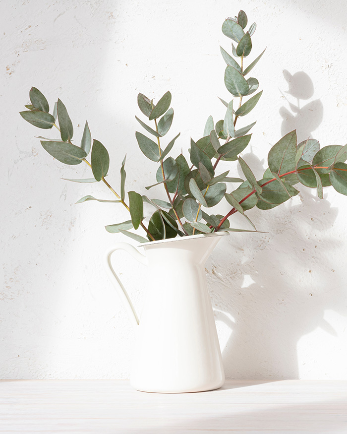 plants